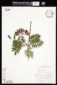 Sorbus aucuparia image