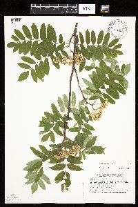 Sorbus aucuparia image