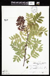 Sorbus aucuparia image