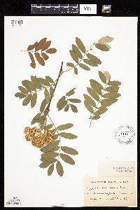 Sorbus americana image