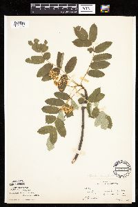 Sorbus aucuparia image