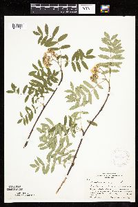Sorbus aucuparia image
