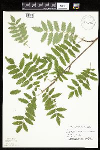 Sorbus aucuparia image