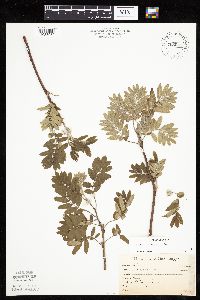Sorbus aucuparia image