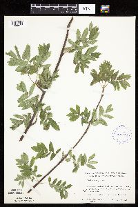 Sorbus aucuparia image