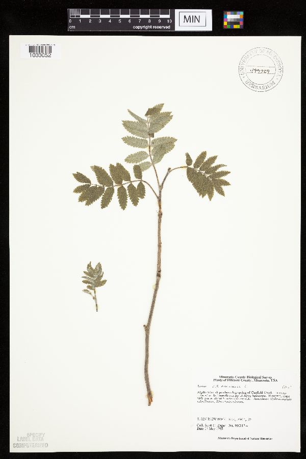 Sorbus aucuparia image
