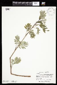 Sorbus aucuparia image
