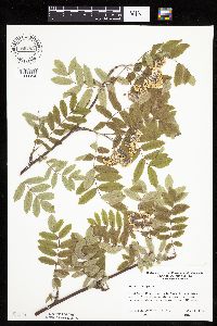 Sorbus aucuparia image