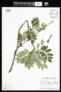 Sorbus aucuparia image