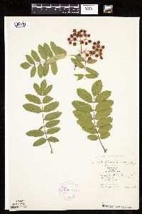 Sorbus aucuparia image