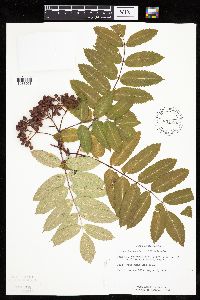 Sorbus decora image