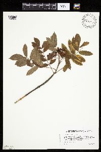 Sorbus decora image