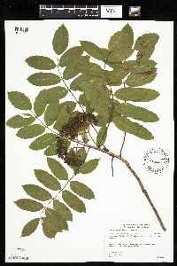 Sorbus decora image