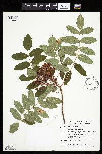 Sorbus decora image