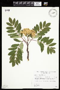 Sorbus decora image