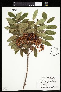 Sorbus decora image