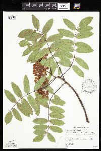 Sorbus decora image