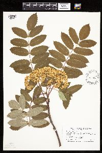 Sorbus decora image