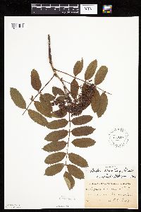 Sorbus decora image