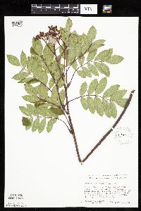 Sorbus decora image