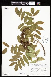 Sorbus decora image