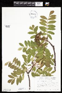 Sorbus decora image