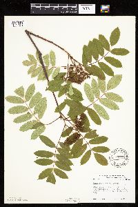 Sorbus decora image
