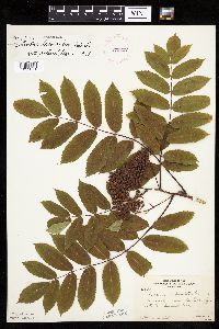 Sorbus decora image
