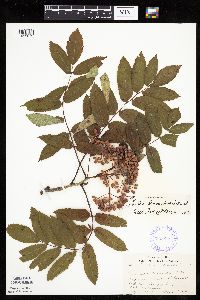 Sorbus decora image