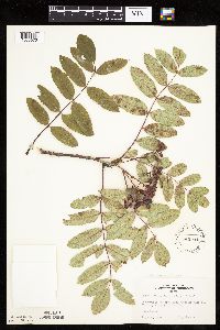Sorbus decora image
