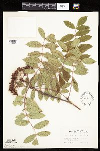 Sorbus decora image