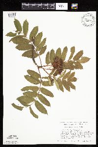 Sorbus decora image