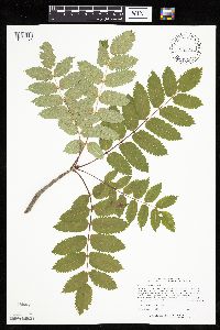 Sorbus decora image
