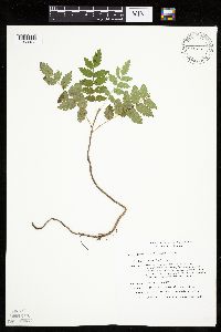 Sorbus decora image