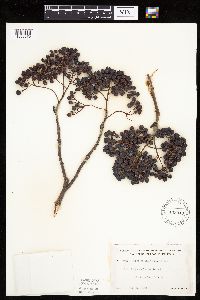 Sorbus decora image