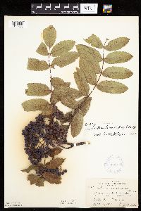 Sorbus decora image