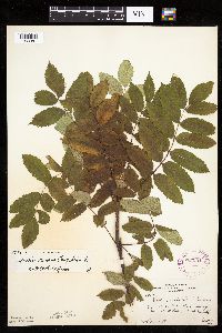 Sorbus decora image