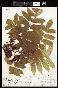 Sorbus decora image