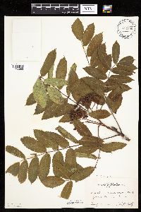 Sorbus decora image