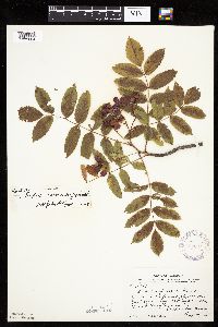 Sorbus decora image