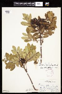 Sorbus decora image