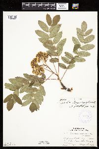 Sorbus decora image