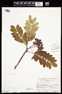 Sorbus decora image