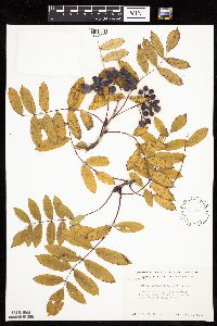Sorbus decora image