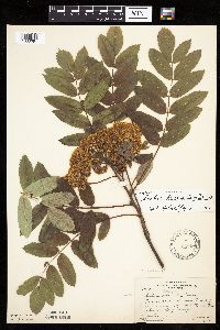 Sorbus decora image
