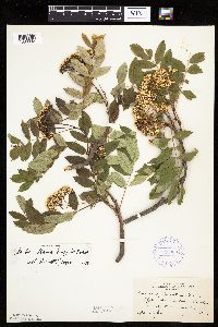 Sorbus decora image