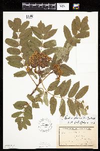 Sorbus decora image