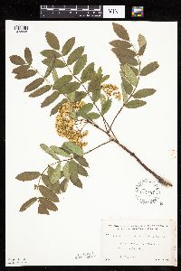 Sorbus decora image