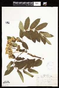 Sorbus decora image