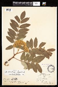 Sorbus decora image